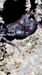 Typopeltis crucifer