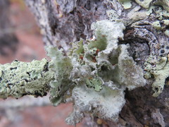 Parmotrema hypoleucinum