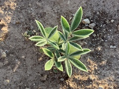 Lupinus texensis