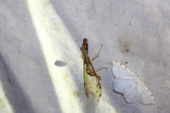 Dicromantispa interrupta