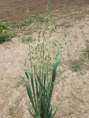 Avena sativa