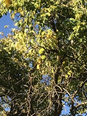 Maclura