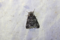 Macrurocampa marthesia