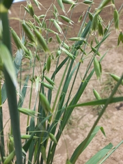 Avena sativa