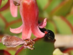 Xylocopa