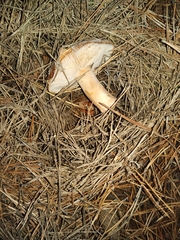 Leucopaxillus gentianeus