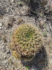 Gymnocalycium monvillei