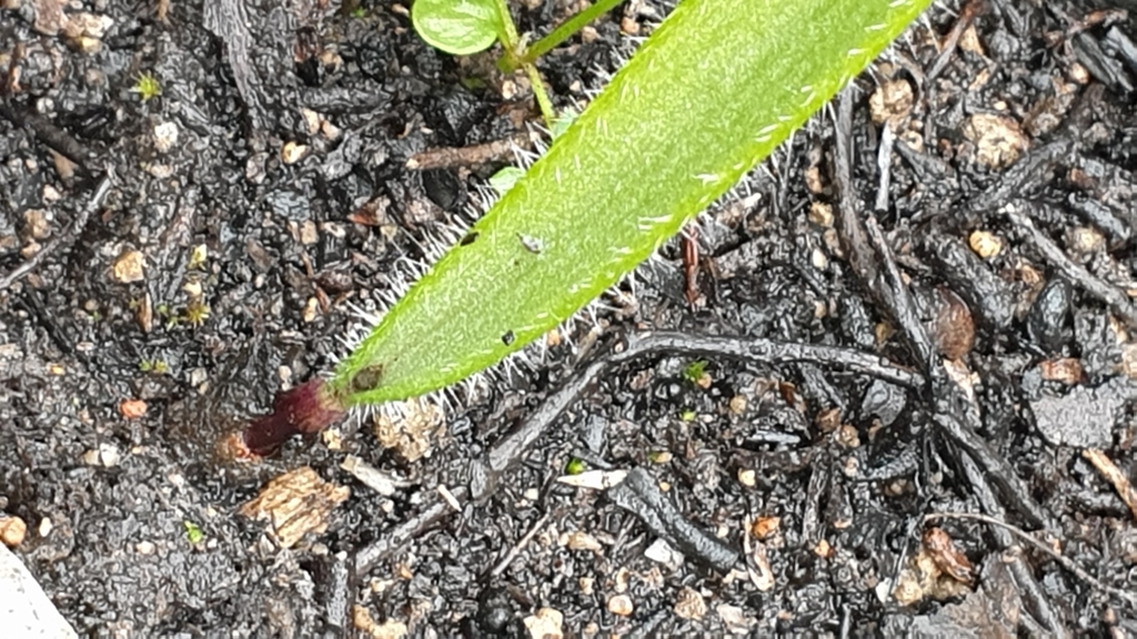 Caladenia behrii