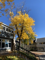Fraxinus americana