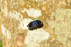 Diaethria candrena