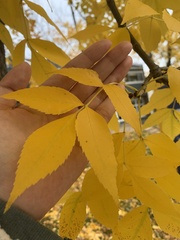 Fraxinus americana