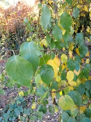 Pyrus ussuriensis