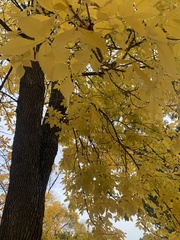 Fraxinus americana