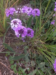 Verbena rigida