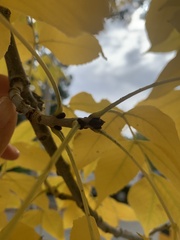 Fraxinus americana