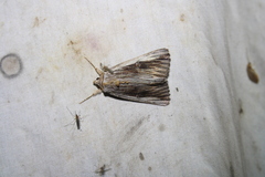 Catocala herodias gerhardi