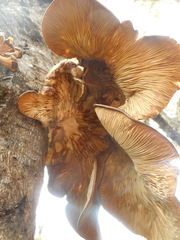 Tapinella panuoides