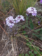 Verbena rigida
