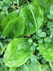 Plantago