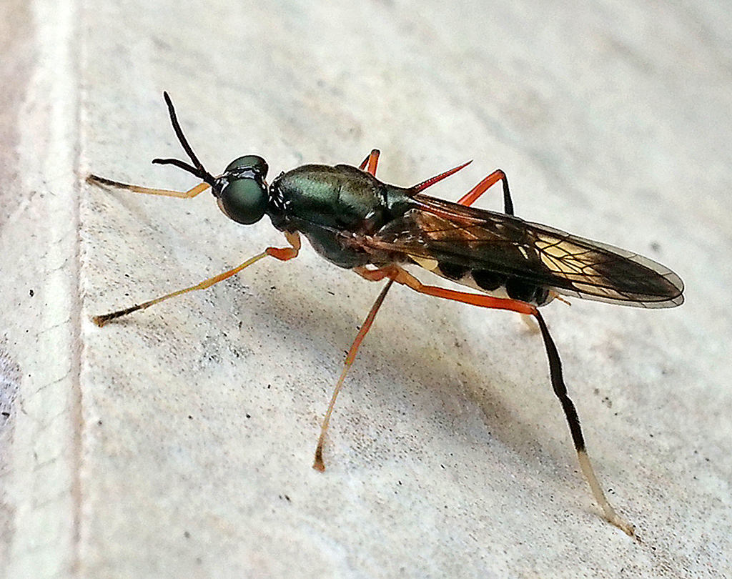 Surapampu Insect Campeprosopa longispina from Upper Sichey, Gangtok, Sikkim, India on ...