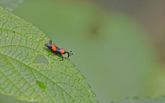 Rhodobaenus
