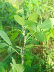 Aphidomorpha