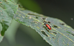 Paratriarius tropicus