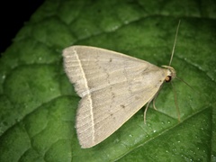 Simplicia niphona