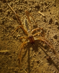 Solifugae