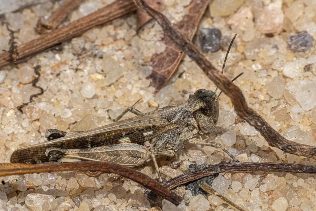 Gymnobothrus madacassus
