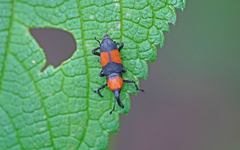 Rhodobaenus