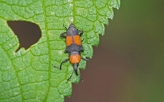 Rhodobaenus