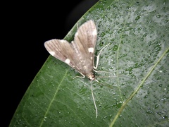 Piletocera aegimiusalis