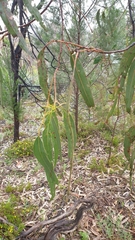 Eucalyptus goniocalyx