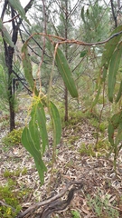 Eucalyptus goniocalyx