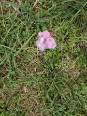 Armeria maritima