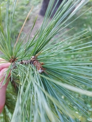 Pinus peuce