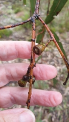 Eucalyptus goniocalyx
