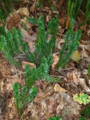 Lycopodiales