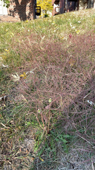Chloris verticillata