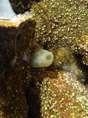 Phallusia mammillata