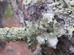 Parmotrema hypoleucinum