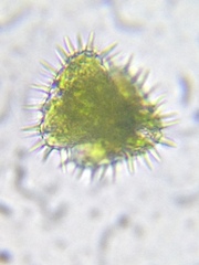 Staurastrum hystrix