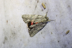Catocala coccinata