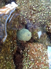 Phallusia mammillata