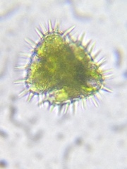Staurastrum hystrix