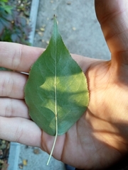 Pyrus ussuriensis