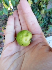 Pyrus ussuriensis