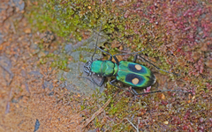 Pseudoxycheila