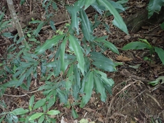 Ardisia quinquegona
